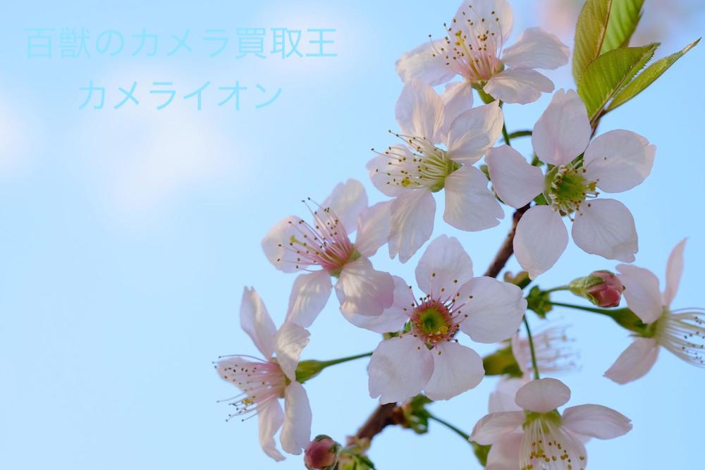 上坂部西公園　桜